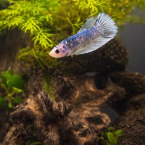 Kit Betta Plakat Marble - Image 3