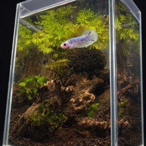 Kit Betta Plakat Marble - Image 2