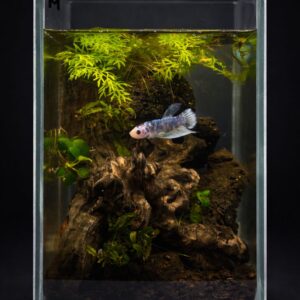 Kit Betta Plakat Marble - Image 1