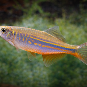 Devario malabaricus - Image 1