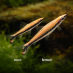 Nannostomus Unifasciatus