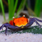 Geosesarma Red Devil Vampire