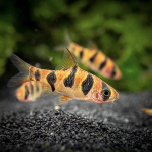 Desmopuntius Rhomboocellatus