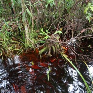 Desmopuntius Rhomboocellatus - Image 3