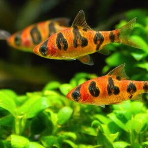 Desmopuntius Rhomboocellatus - Image 4