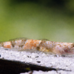 Gobio Tigre Micro