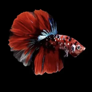 Betta Doble Tail - Image 3