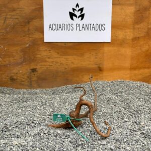 Raiz Azalea 1001 x 43g - Image 1