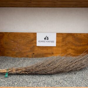 Pedúnculo de Palma - Image 1