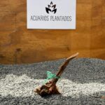 Black Forest Spiderwood 1004 x 58g