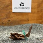 Black Forest Spiderwood 1007 x 136g