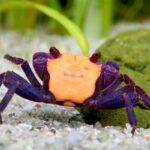 Geosesarma Orange Vampire