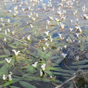 Aponogeton distachyos - Image 1