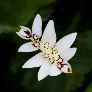 Aponogeton distachyos - Image 2