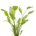 Echinodorus Argentinensis