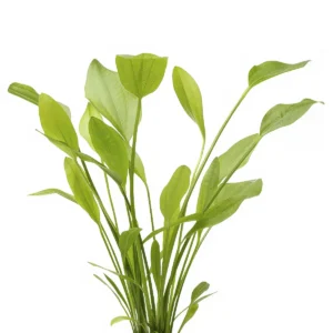 Echinodorus Argentinensis - Image 1