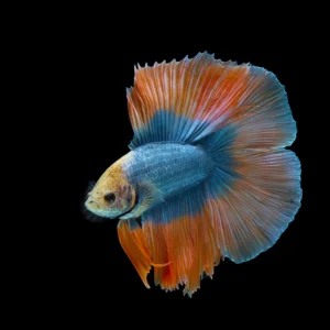 Betta Doble Tail Half Moon