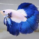 Betta Doble Tail