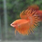 Betta Crowntail Orange