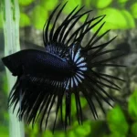Betta Crowntail Black Orchid