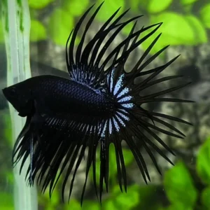 Betta Crowntail Black Orchid