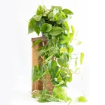 Philodendron Cordatum