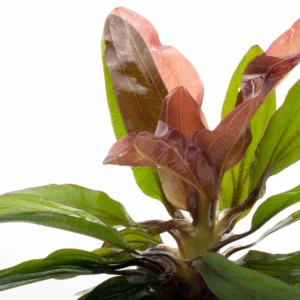 Echinodorus Rubin Red