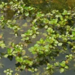 Ludwigia Sp.