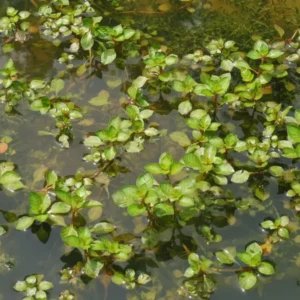 Ludwigia Sp.