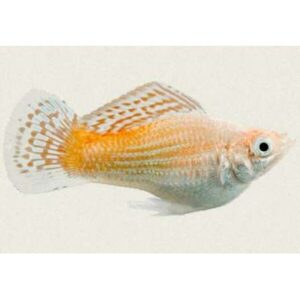 Molly Nacar Pink Lyratail - Image 1