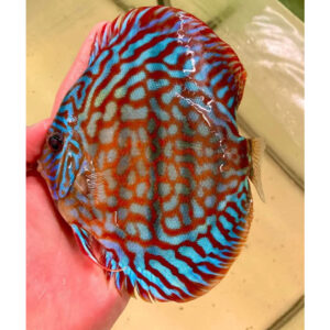 Discus Mosaiq Red