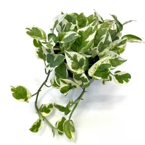 Epipremnum aureum (N Joy) - Image 1