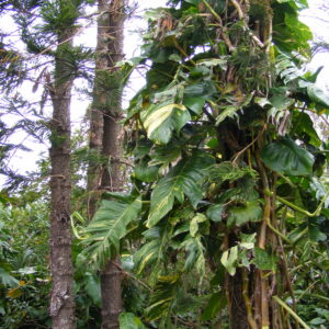 Epipremnum aureum (N Joy) - Image 4