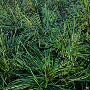 Pasto Ingles (Mondo Grass) - Image 1