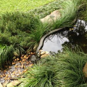 Pasto Ingles (Mondo Grass) - Image 3