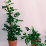 Philodendron Peruviano