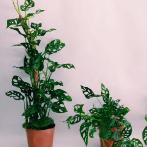 Philodendron Peruviano