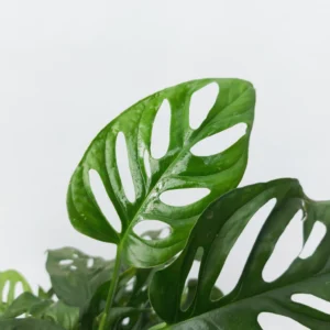 Philodendron Peruviano - Image 4