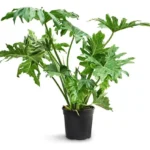 Philodendron Misionero
