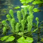 Myriophyllum aquaticum (Pinito)