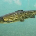 Carpa Sagyo (Carpa Hervibora)