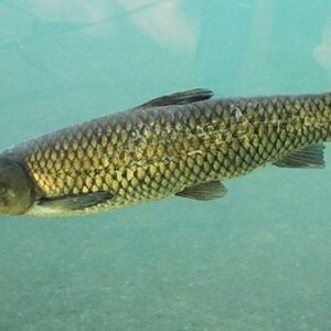 Carpa Sagyo (Carpa Hervibora) - Image 1