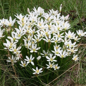 Zephyrantes Candida (Blanca) - Image 1