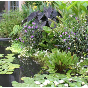 Zephyrantes Candida (Blanca) - Image 2