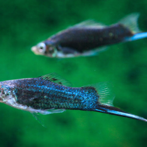 Cola de Espada Negro - Image 1