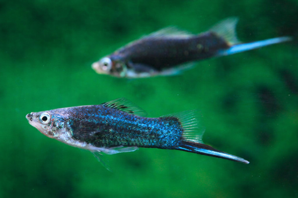 Guppies en un fondo verde difuso