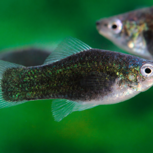 Cola de Espada Negro - Image 2