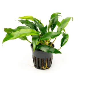 Anubia Minima - Image 1