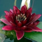 Nenufar Black Princess