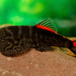 Borneo Sucker Bloody Mary